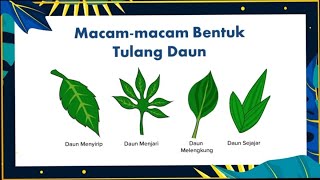 Various Shapes of Leaf Bones in Plants