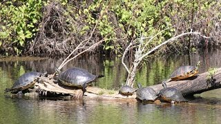 Top Tourist Attractions in Fort Myers - Travel Florida