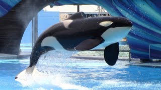 Orca Encounter (Full Show)  SeaWorld Orlando  July 22, 2021