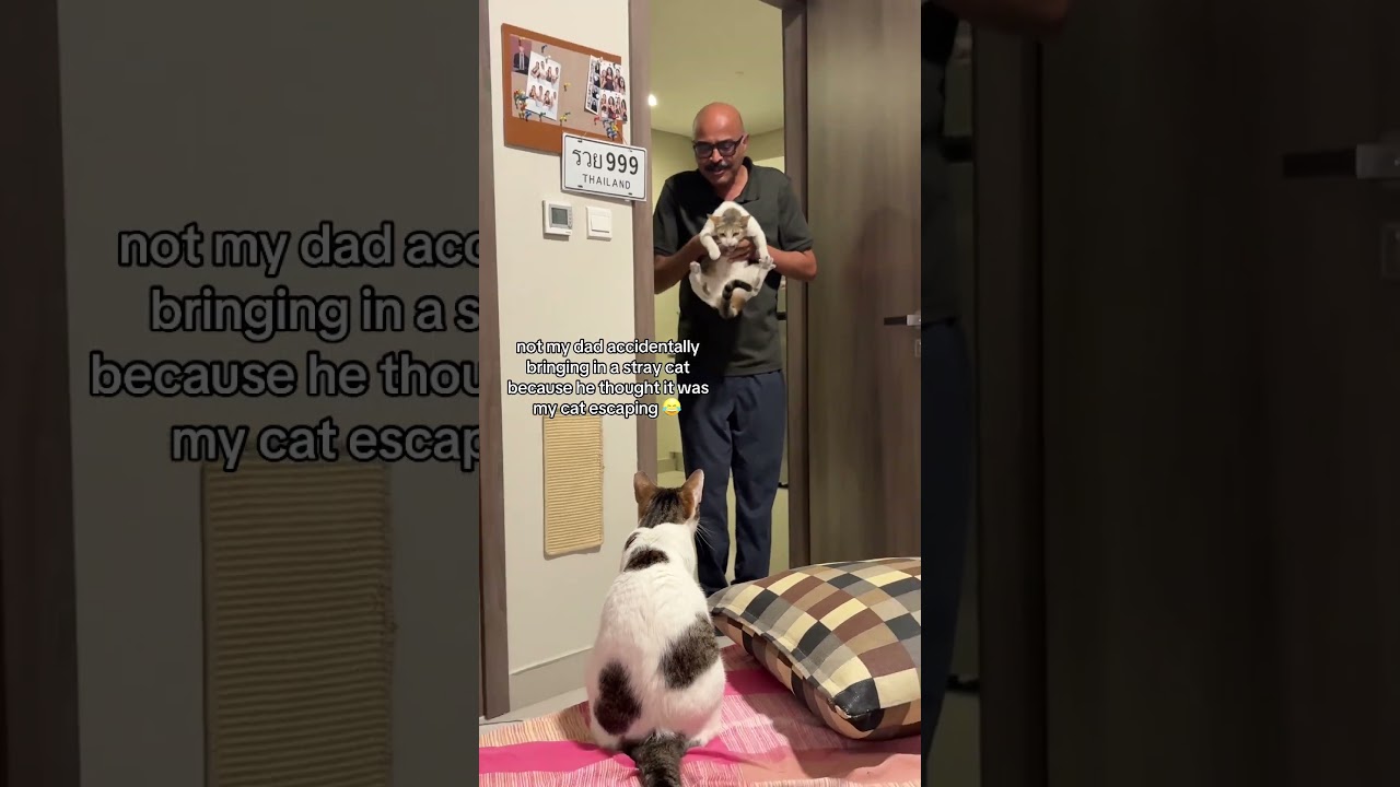 Dad Mistakes Stray Cat for His Family Cat