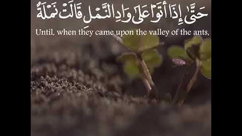 حَتّى إِذا أَتَوا عَلى وادِ النَّملِ قالَت نَملَةٌ يا أَيُّهَا النَّملُ القارئ سعيد الخطيب