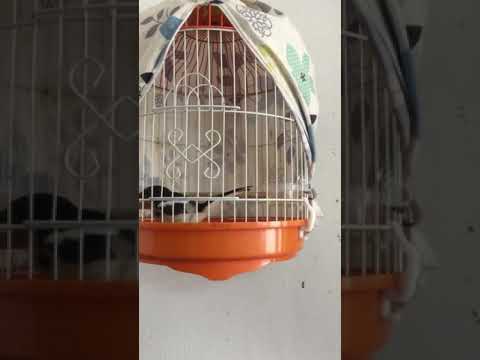 Video Cách thuần choè than bổi chuyền mau dạn người - youtube