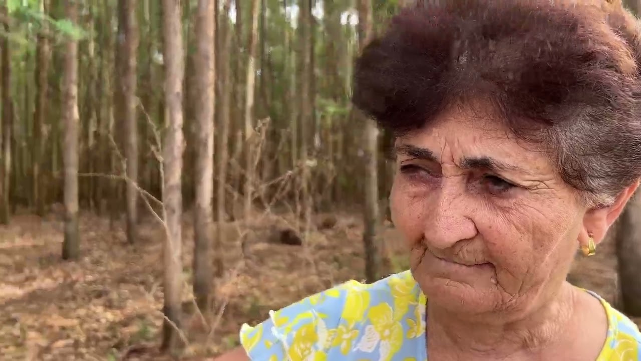 Perderam o onibus e dona clementina colocou culpa na lais
