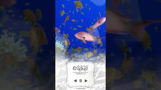 سورة الإخلاص فهد واصل المطيري