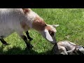 Last baby goats of the season! | kidding season 2021