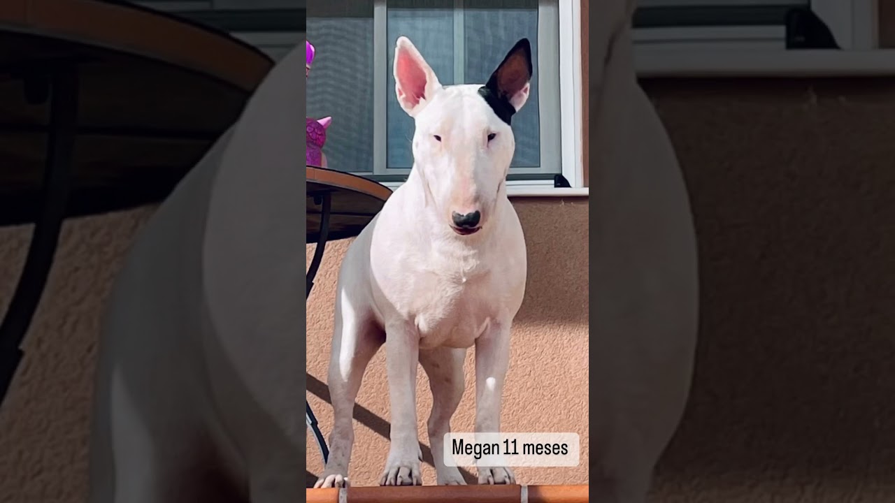 La celosía sweet Destiny @zurisa 🇪🇸 