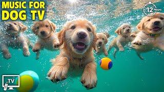 Download Lagu 12 Hours Of Dog TV 🐶 Calming Music for Dogs, Anxiety Relief \u0026 Deep Sleep 💤🎵 MP3 Download Lagu 12 Hours Of Dog TV 🐶 Calming Music for Dogs, Anxiety Relief \u0026 Deep Sleep 💤🎵 MP3