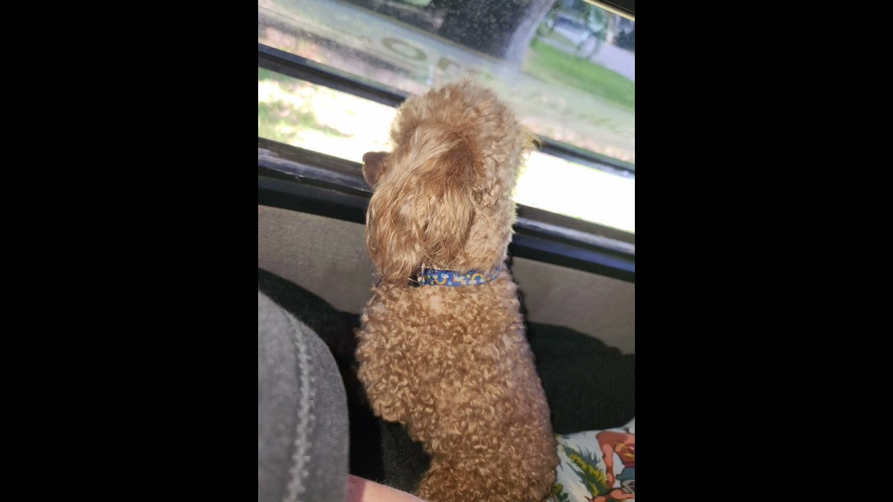 Rear Window Minor DIY Fixes 1995 Roadtrek 210 Popular