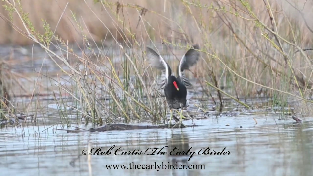 COMMON MOORHEN at Montrose Point Gallinula chloropus 