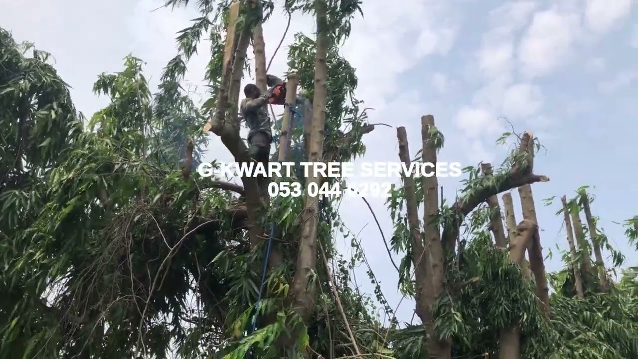 G KWART TREE SERVICES ACCRA CHAINSAW OPERATOR TREE PRUNING TRIMMING LONGIFOLIA TANTRA HILL P6