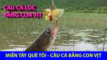 Câu cá lóc bằng con vịt - Cá cắn câu lạ có 1 không 2 | 18