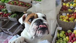 Is this the best dog treat for bulldogs? by Tia English Bulldog 85 views 7 months ago 19 seconds