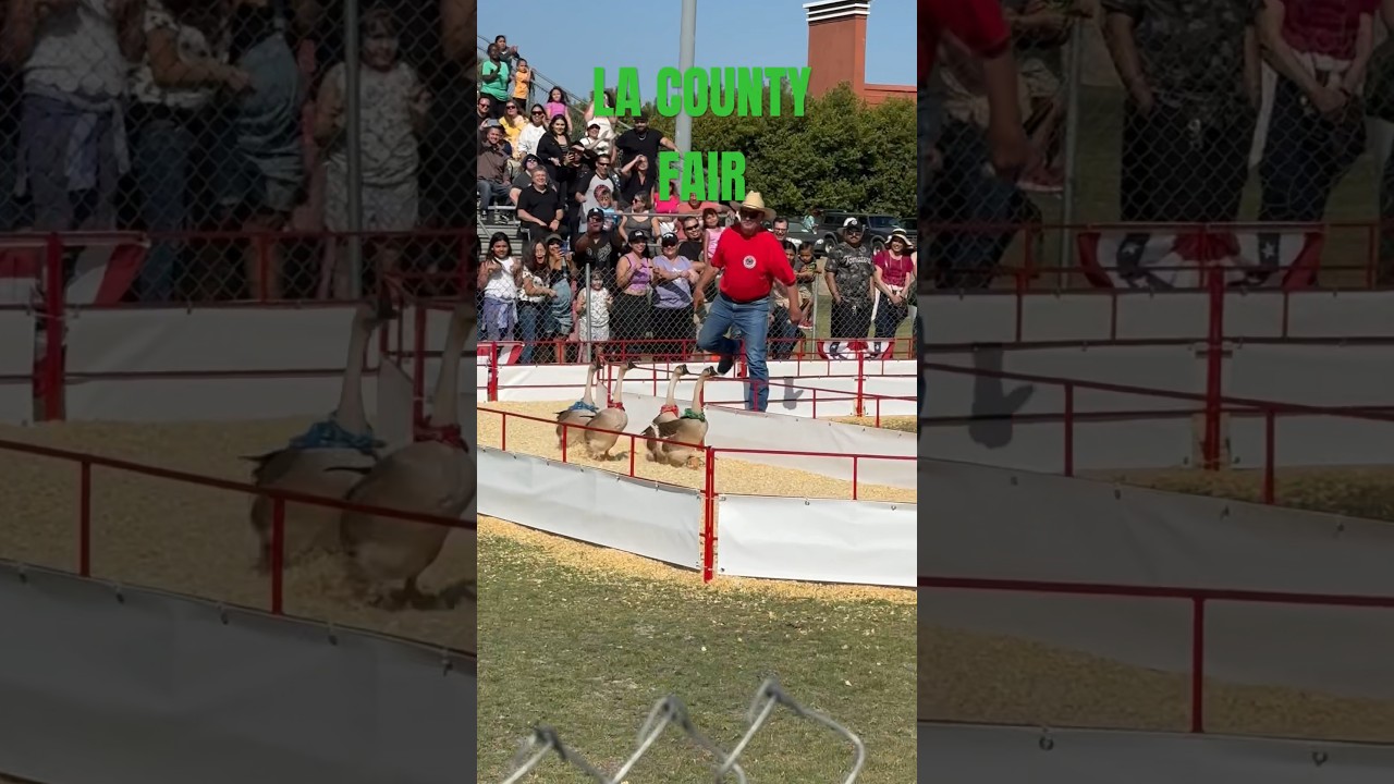 LA County Fair Geese Race May 11, 2024 