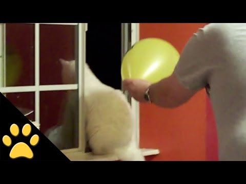 april-fools-pet-pranks:-compilation