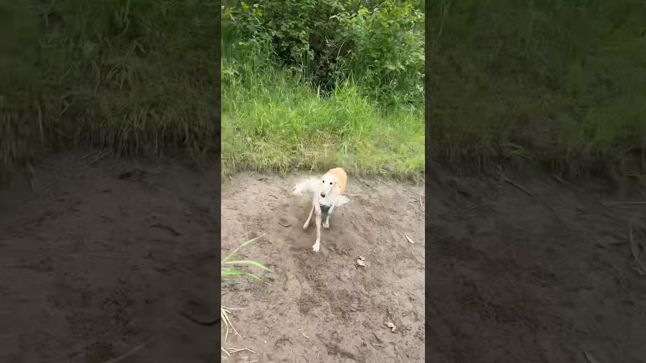 the return of rocket noodle 