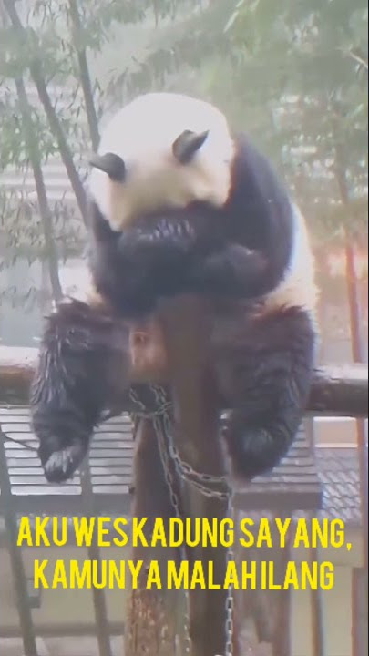 STORY WA 30 DETIK - Status WA PANDA SEDIH #statuswa #sadstory #storypandaambyar #storypandasedih