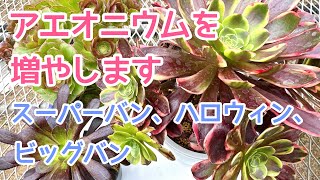 vlog435】アエオニウム増やします🪴 - YouTube