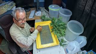 How I collect Marijuana Pollen!