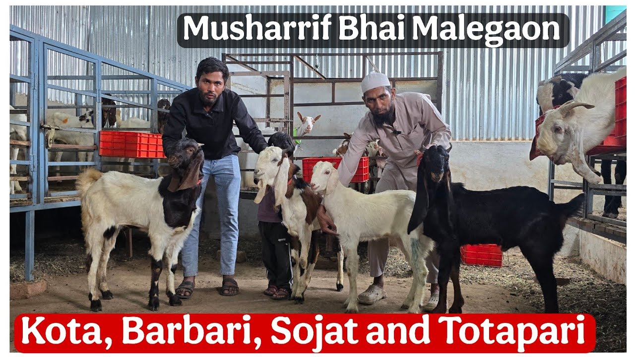 Musharrif bhai Malegaon ke Kota, Barbari, Sojat or Totapari collection 
