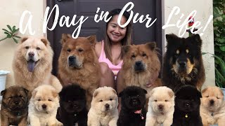 A DAY IN OUR LIFE WITH 12 CHOWCHOW | CHOW TV