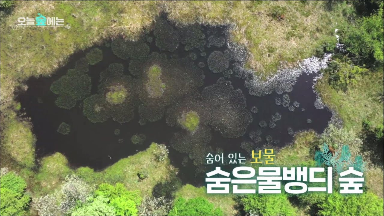 오늘 숲에는 [숨은물뱅듸 숲] KBS제주 240604방송