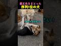 ❤️900万❤️すぐに状況を整理する序列1位の犬