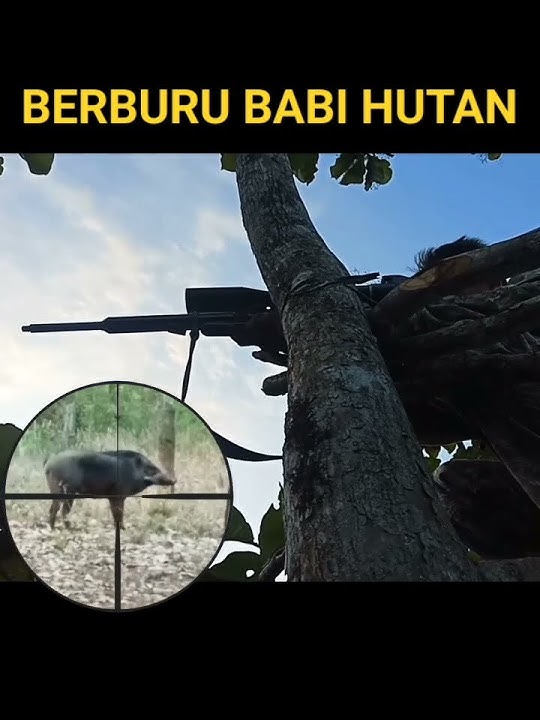 BERBURU BABI HUTAN #shooting #menembak #tembak #berburu #senapanangin