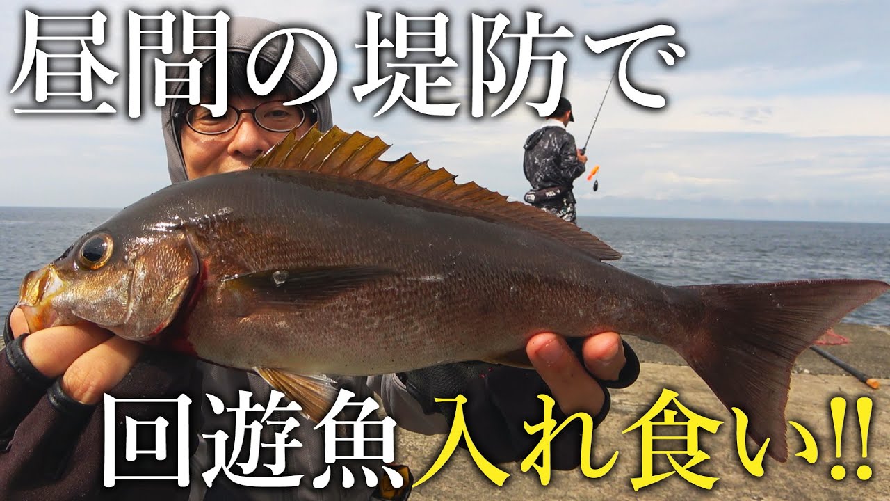 離島の堤防から良型のイサキが入れ食いに そして大型の青物まで 伊豆大島編 1 Youtube 離島の堤防から良型のイサキが入れ食いに そして大型の青物まで 伊豆大島編 1 Youtube