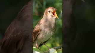 Download Lagu NIGHTINGALE BIRD‼️BERSUARA MERDU ✅✅ MP3