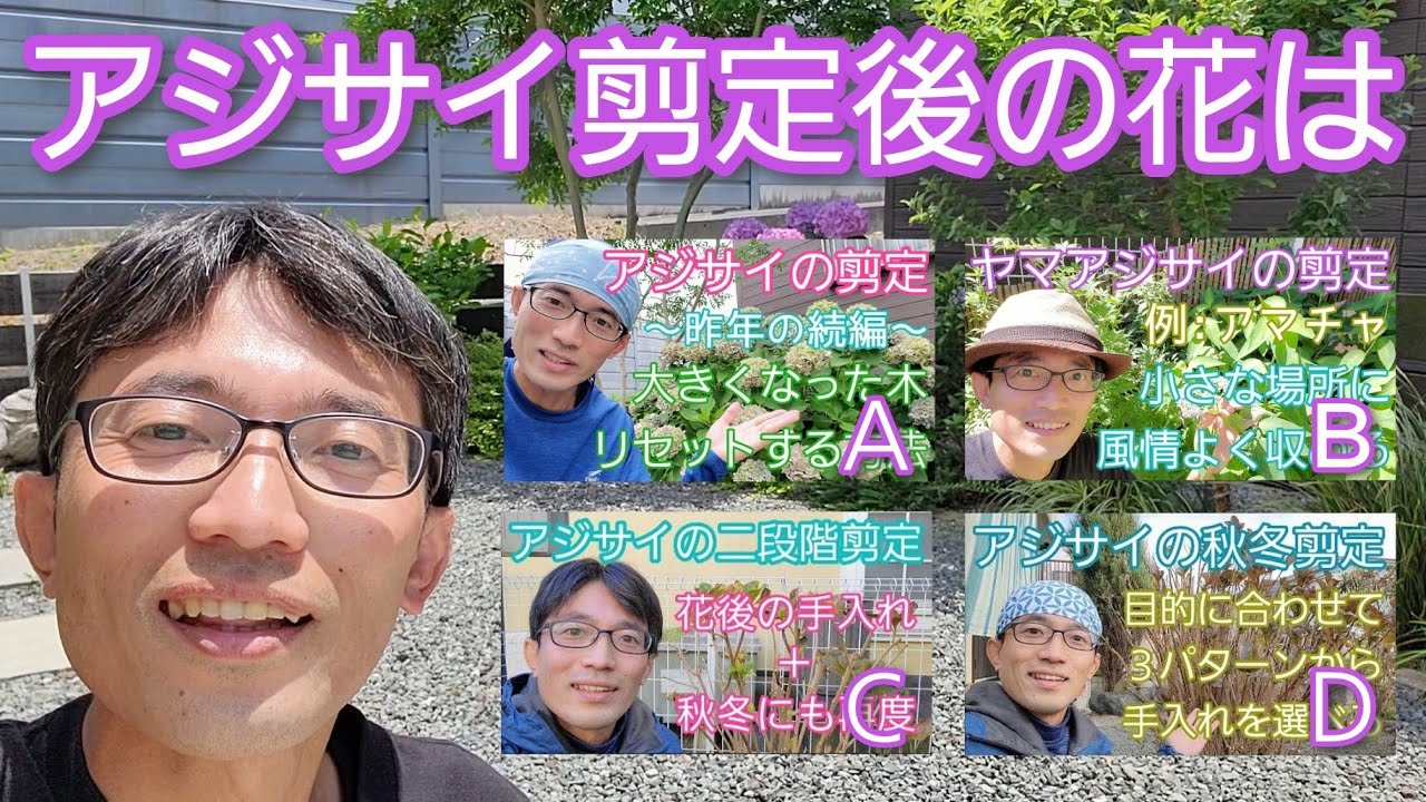 アジサイ 紫陽花 の開花状況 昨年剪定した4株には花が咲くのか 反省点も解説 22年6月 Youtube