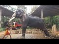 mk Karnan vs top 7 elephants. Mass mashup video