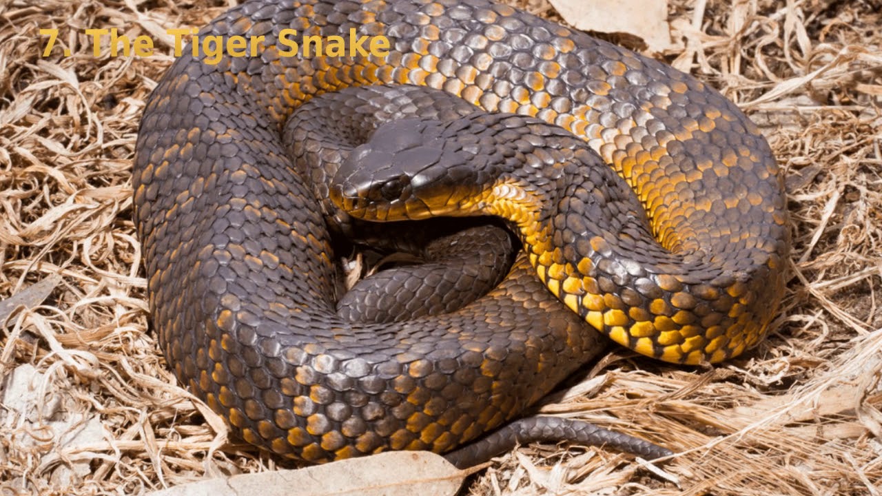 Australia's 10 most dangerous snakes