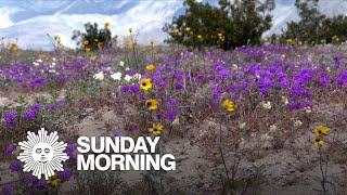 NATURE: Desert wildflowers