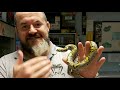 S'N'A Intermediate Series: Episode 20 - Mandarin Rat Snake (Euprepiophis mandarinus)