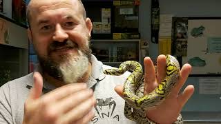 S'N'A Intermediate Series: Episode 20  Mandarin Rat Snake (Euprepiophis mandarinus)