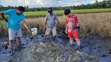 Vô mánh khi gặp vũng cá mắc cạn ở ruộng bỏ hoang | Bông lúa Miền Tây