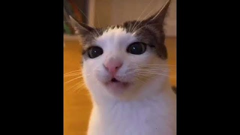 Thumbnail of Cat Beeping like a McDonald's  kitchen #beep #cat #beepingcat #shorts #catvideos #funny