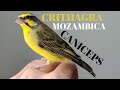 Serin Mozambique  X European Serin