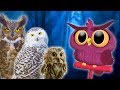 Owls for Kids |  Animals for Kids | Educational Videos for Kids