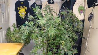 Tangerine Band, Exotic Seeds , harvest day. Sorry half the footage got lost. 