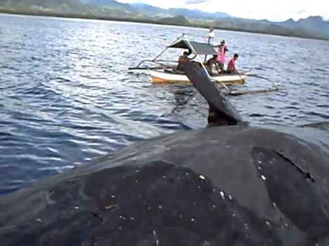 Dead Sperm Whale in San Isidro, Davao Oriental_.mp4