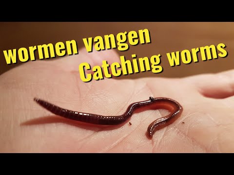 levend aas vangen.(Wormen) // Catching live bait quikly (Worms)