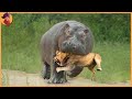 15 merciless animal battles ever filmed