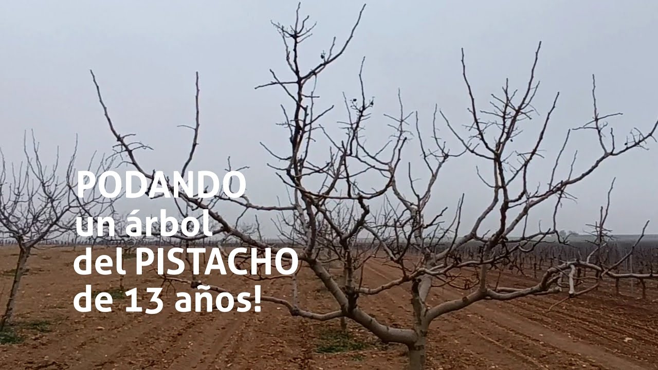 PODA PISTACHERO 13 AÑOS✂️🌳