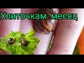 Как растут мои маленькие улиточки/месяц/улитки Ахатины #моилюбимки #улитки #твимз #улиткиахатины