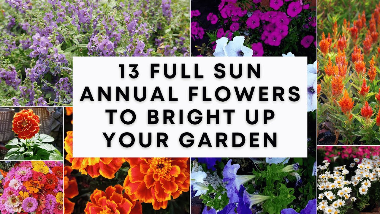 Upgrade Your Garden With Annual Flowers for Full Sun: Vibrant Choices