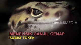 Menelisik Ganjil Genap Suara Tokek | SECRET STORY (18/12/22) screenshot 2