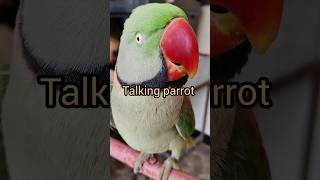 my talking parrot tutu #talkingparot #parrot #birds #nonstoptalkingparrot 🦜🥰😍