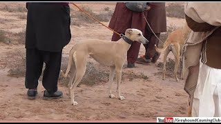 female dog of hunting breed