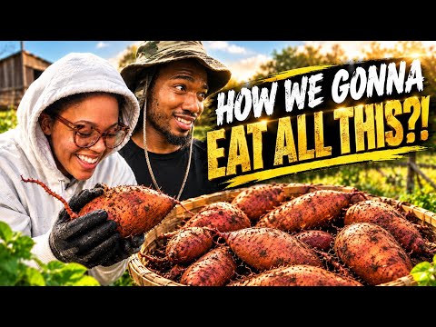 We Dug Up 60 LBS of Sweet Potatoes From Our Garden!